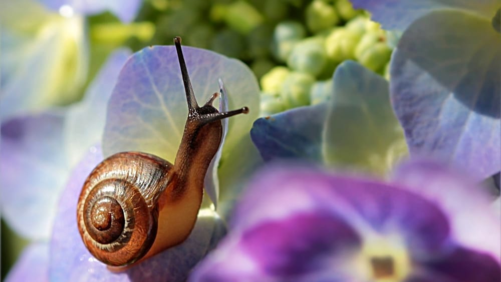 Perchè la bava di lumaca è ottima per la tua pelle?
