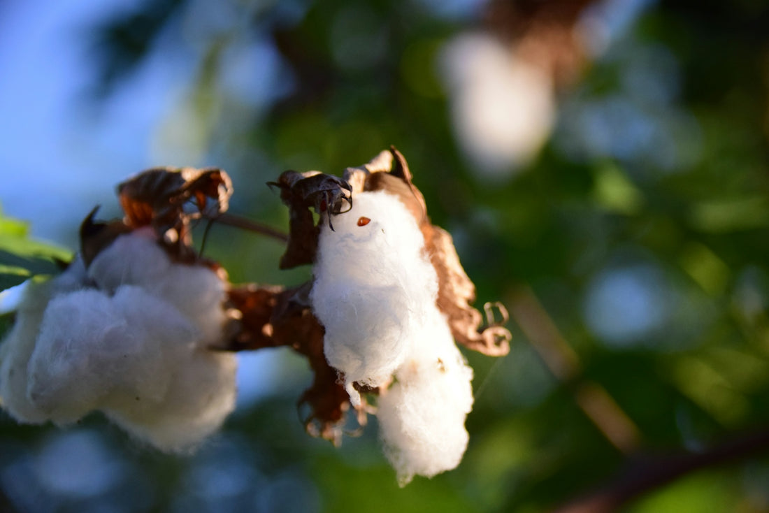 white flower in tilt shift lens