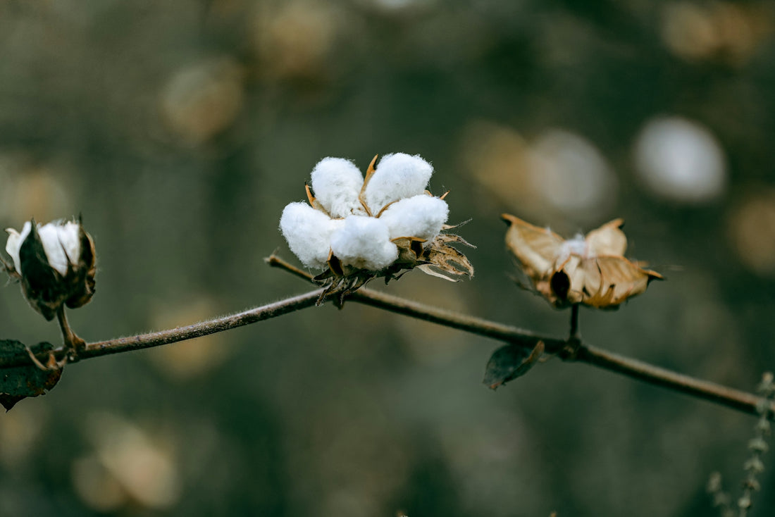 a close up of cotton flowers on a twig
