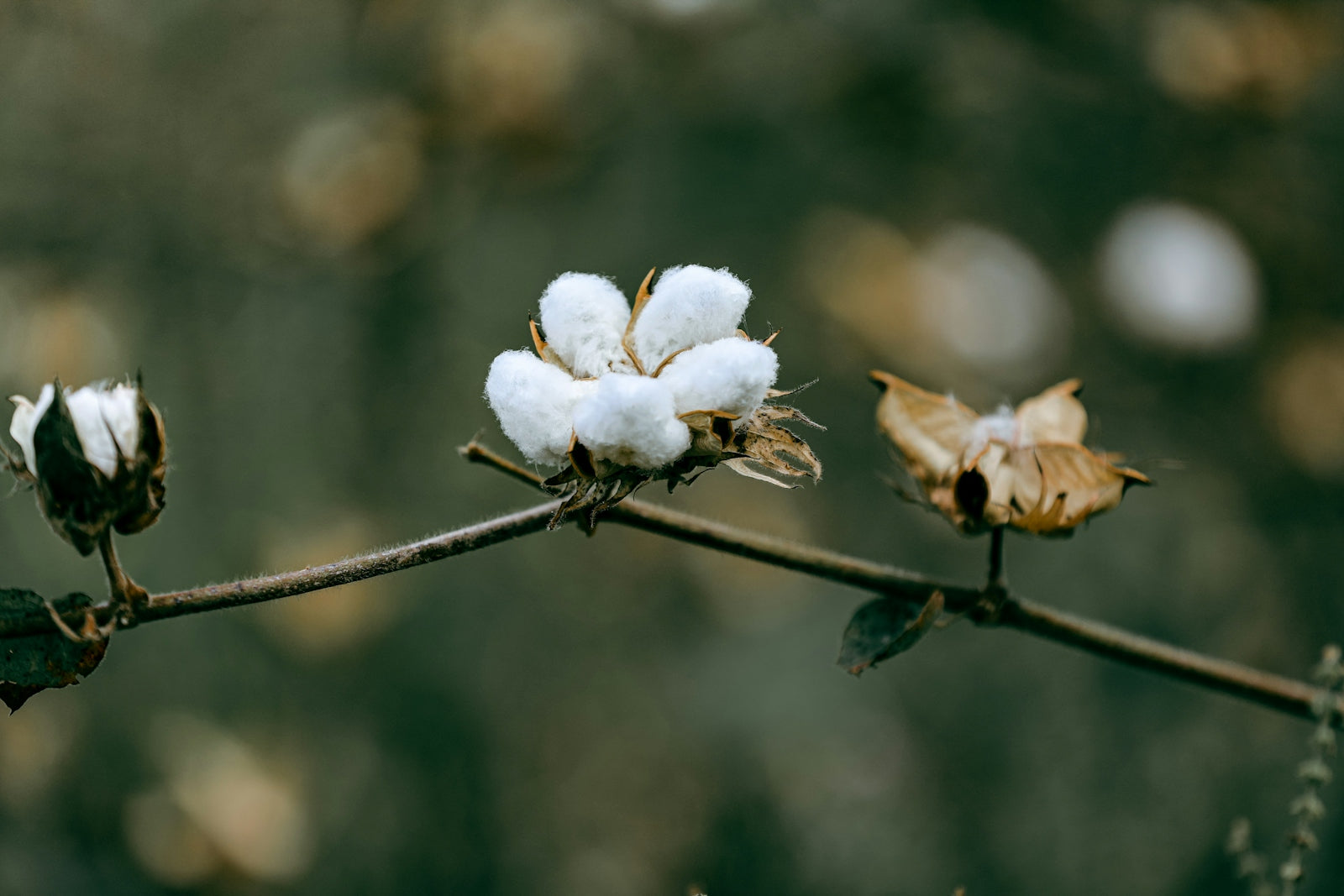 a close up of cotton flowers on a twig