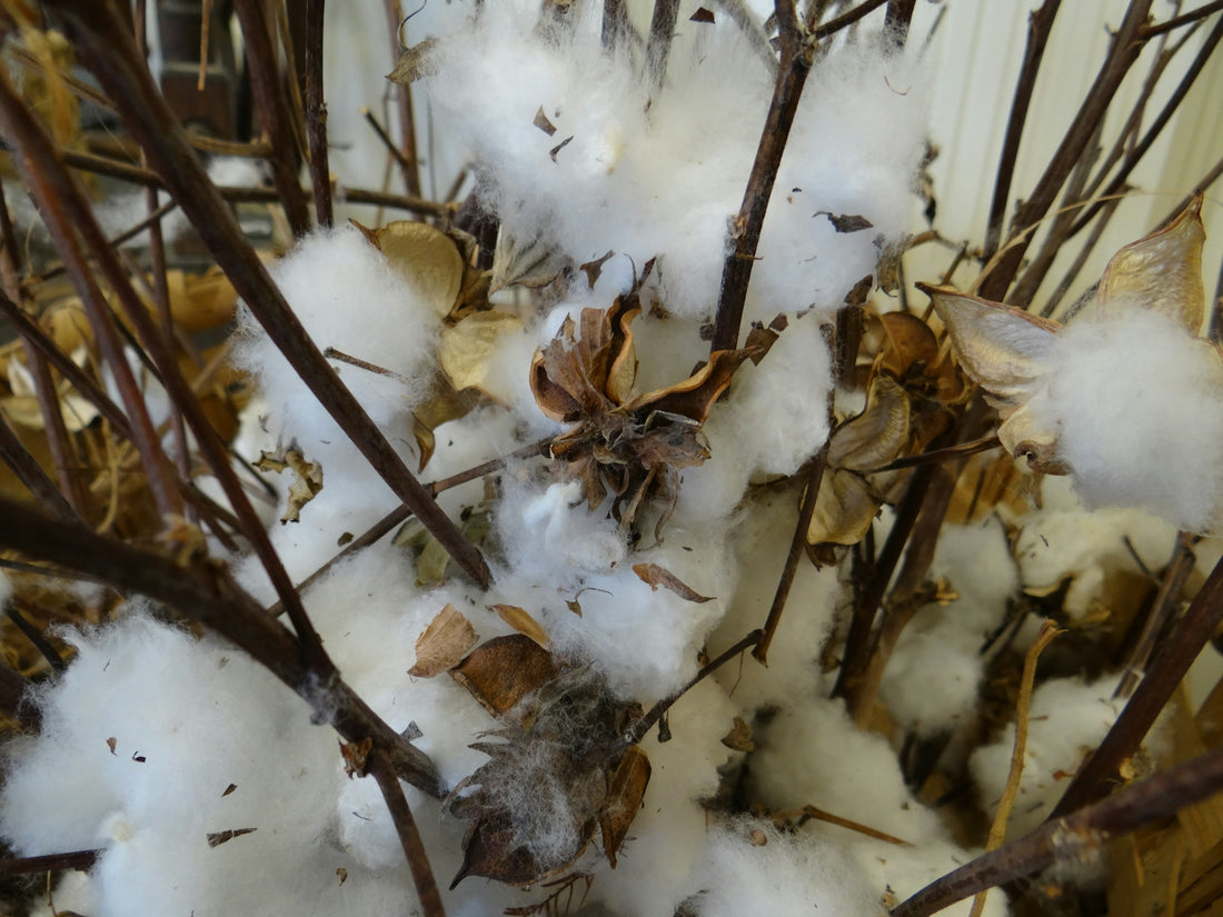 a close up of cotton plants with brown leaves