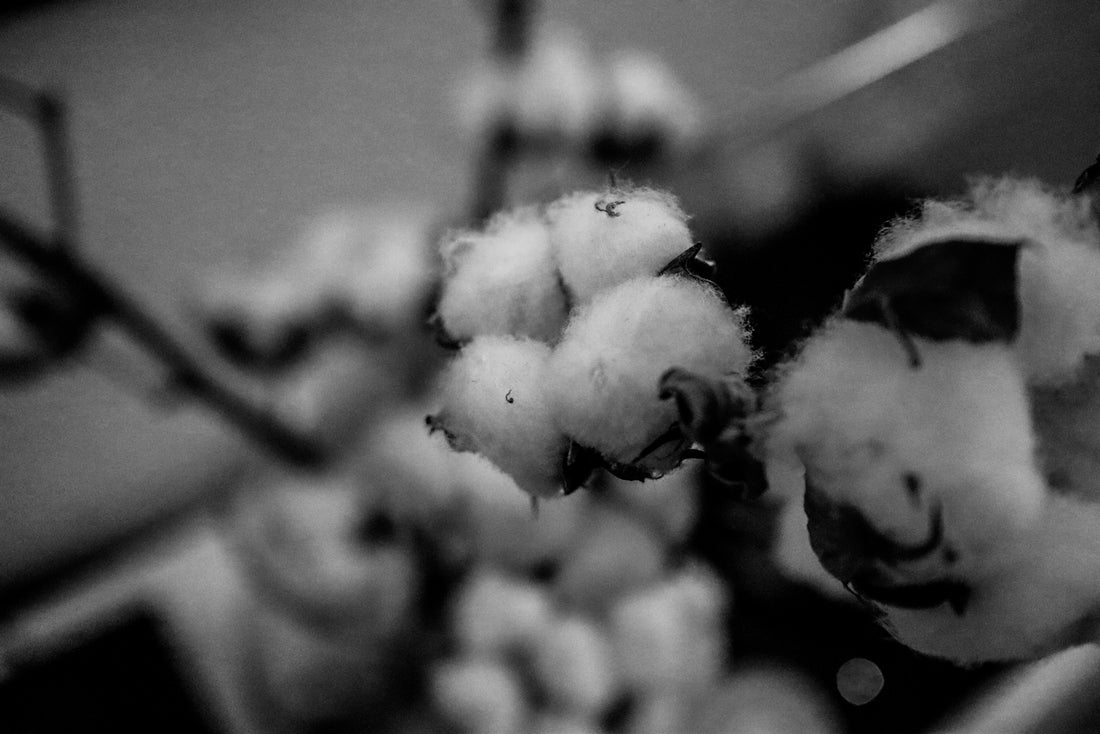 A black and white photo of cotton flowers