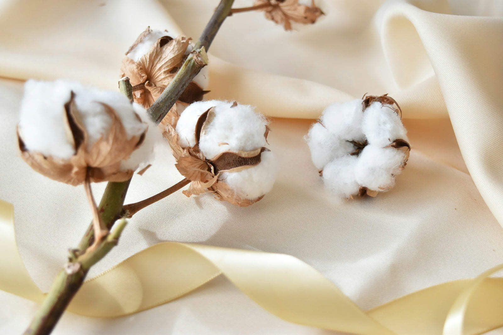 A close up of cotton flowers on a cloth