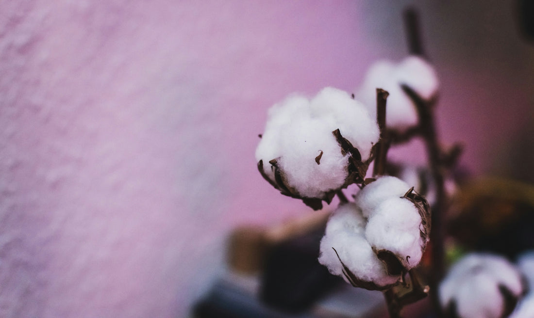 Close-up of fluffy cotton bolls on a branch