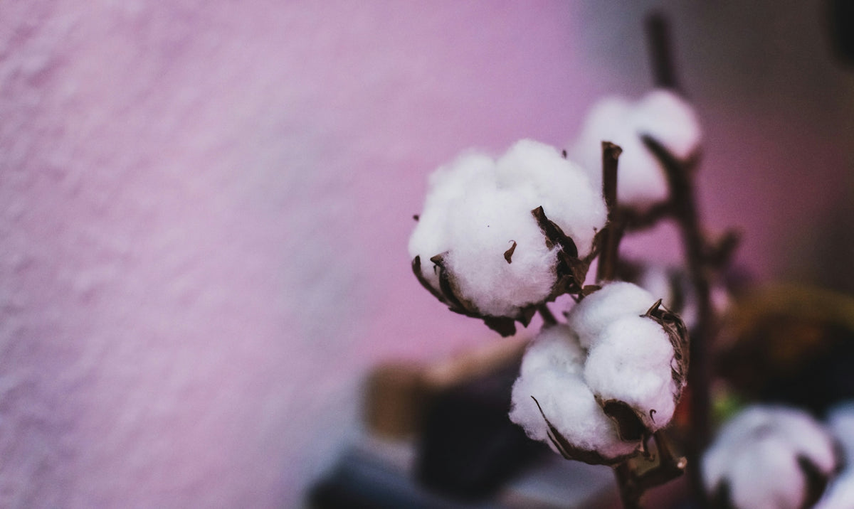 Close-up of fluffy cotton bolls on a branch