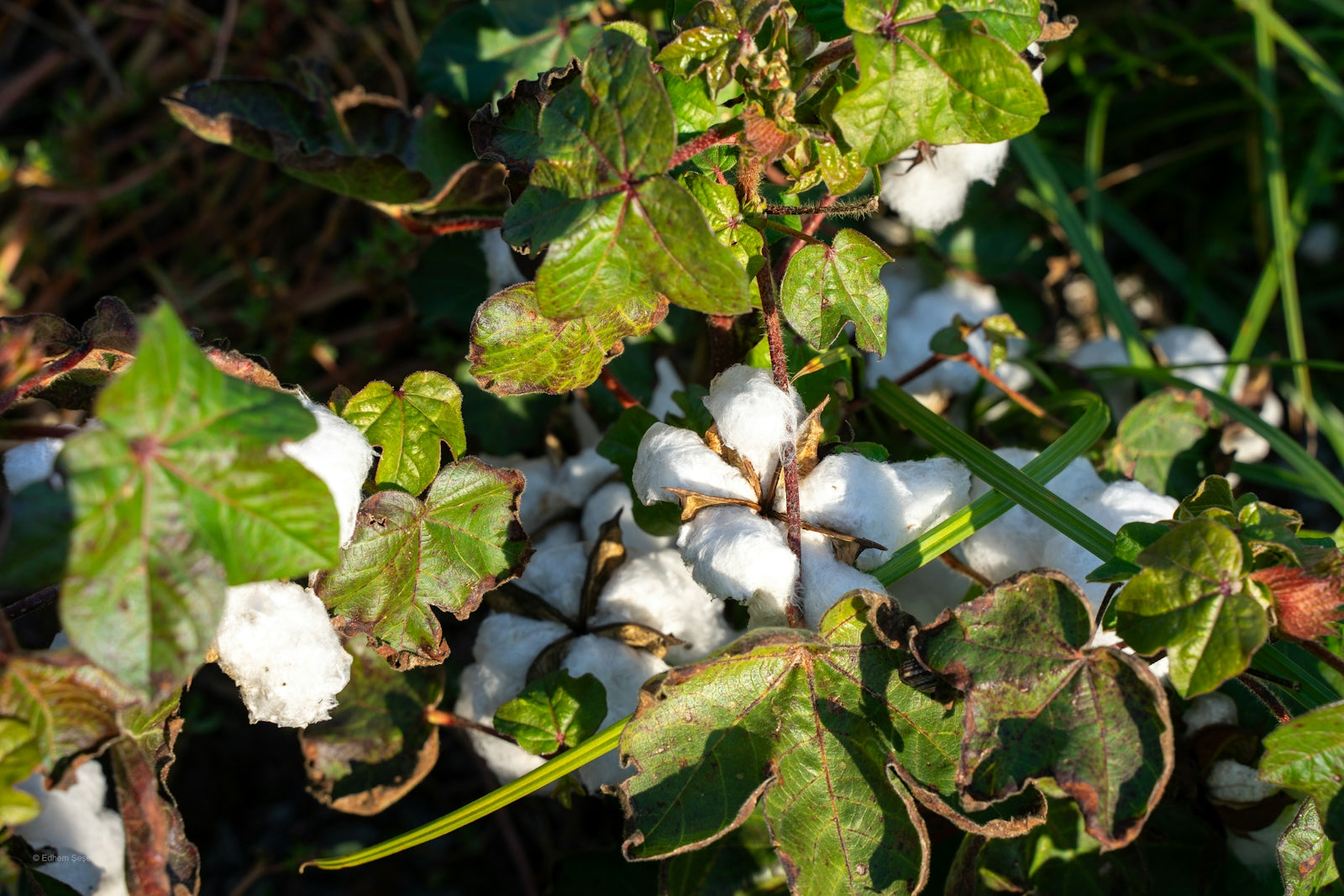 Cotton bolls growing on a plant in a field.